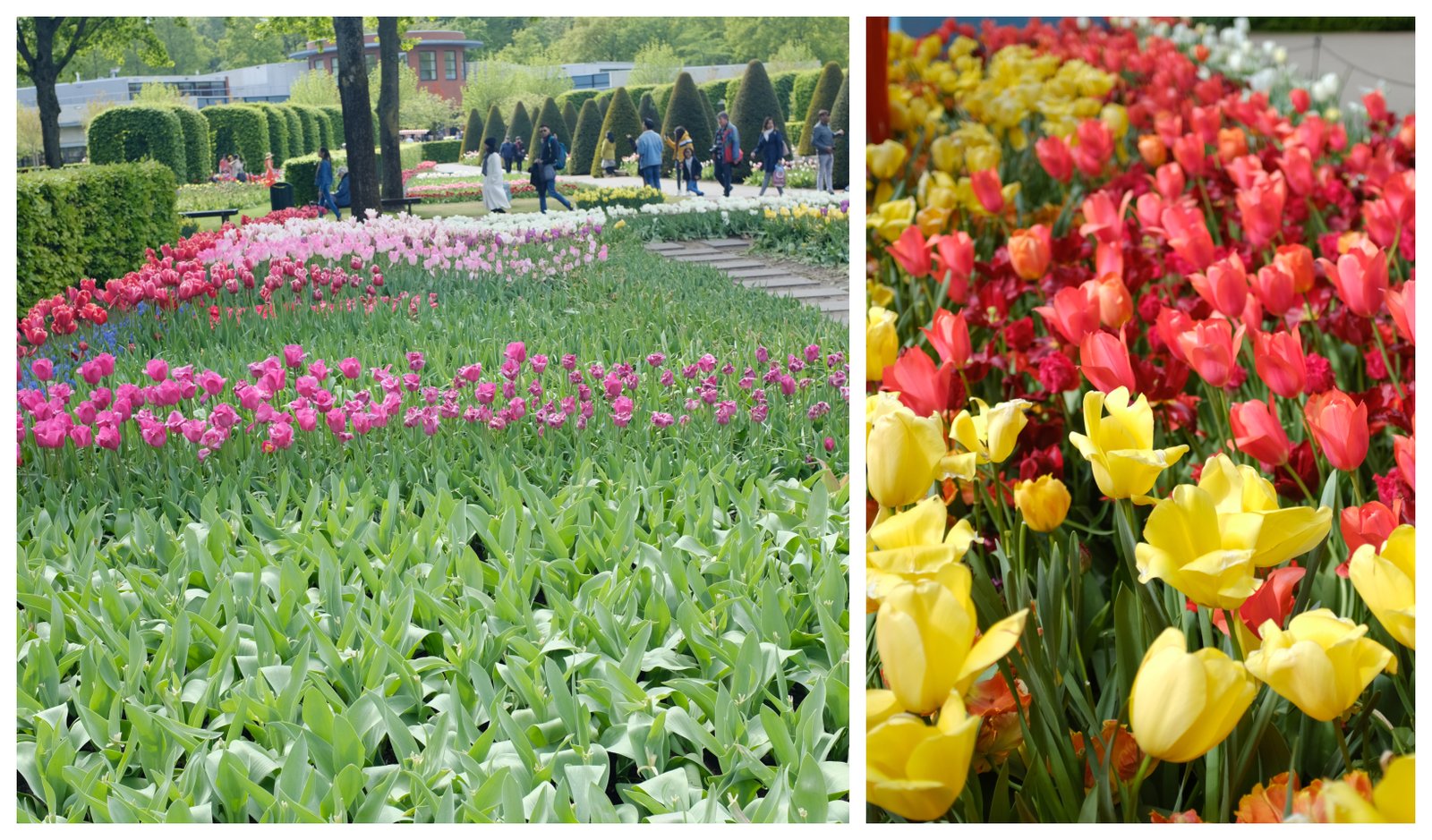 Amsterdam_keukenhof