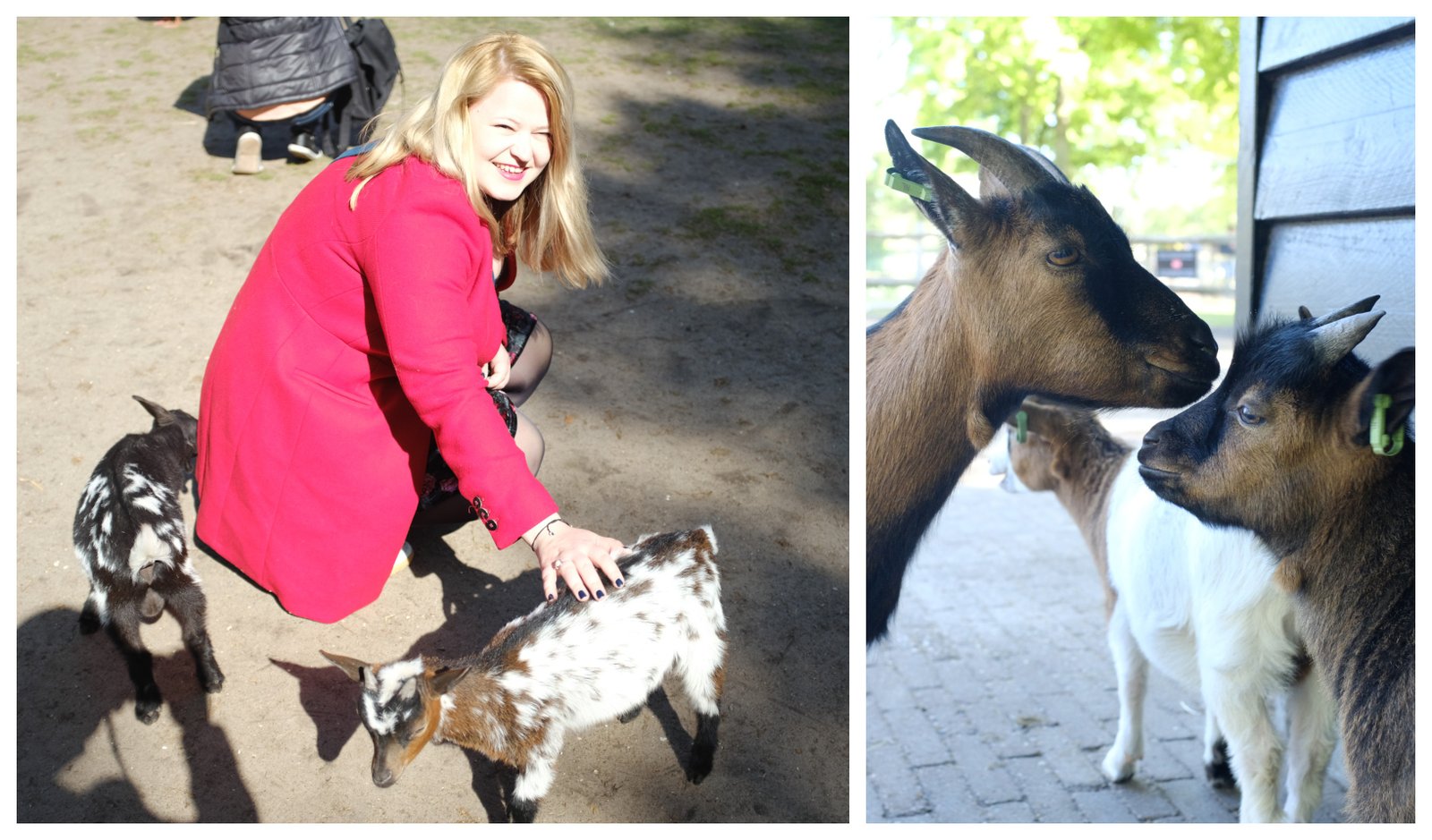 keukenhof_goat