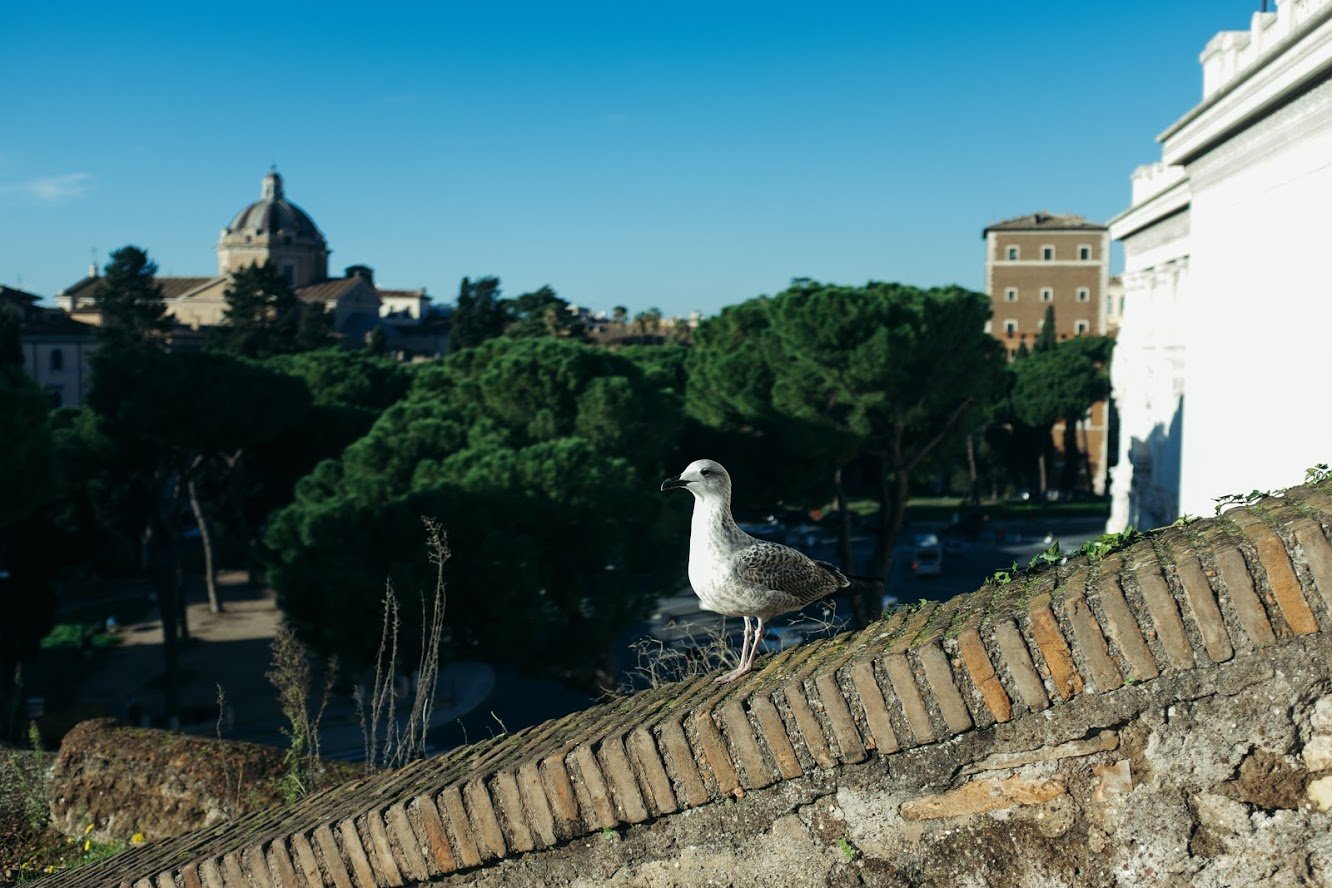 roman birds